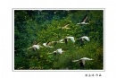 长隆飞鸟乐园创作团摄影作品欣赏(4)_在线影展的作品